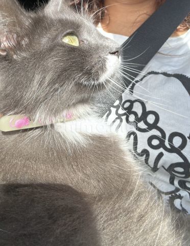 Animo - Chat perdu 