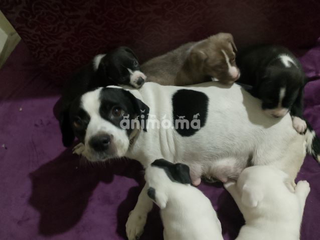 Animo - Chiots juck Russel 