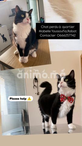 Animo - Chat perdu