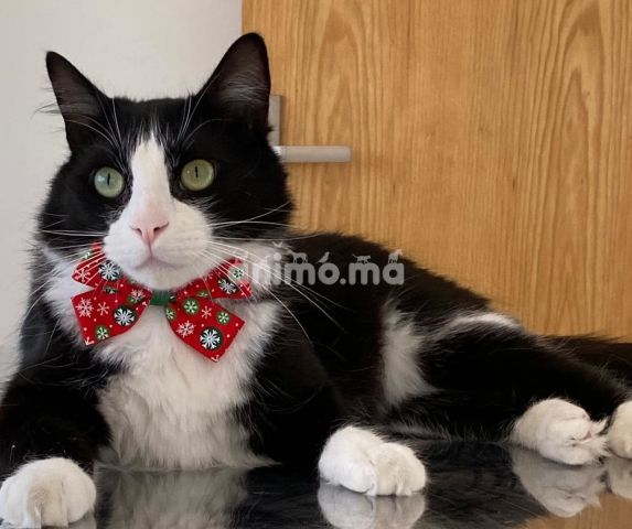 Animo - Chat disparu dans les environs de Mabila Youssoufia Rabat