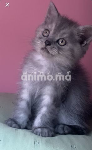 Animo- annonce