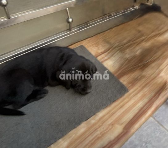 Animo - Femelle Labrador Noire 