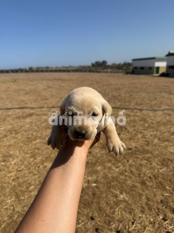 Animo - VENTE CHIOTS LABRADOR EN BONNE SANTE AGE 2 MOIS 