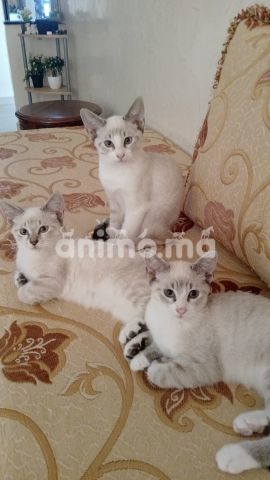 Animo - Don de chat
