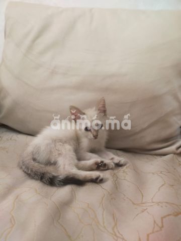 Animo - Adoption chatte Animo - Adoption chatte
