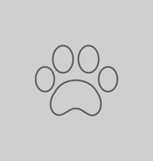 Animo - Chatons cherchent famille Animo - Chatons cherchent famille