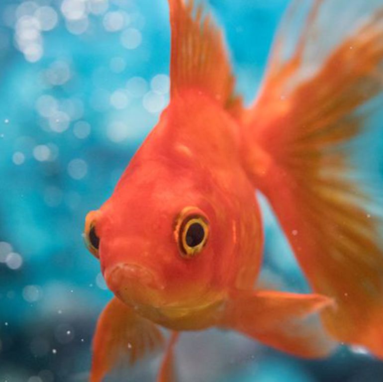 Animo - Conseils pour garder un poisson rouge en bonne santé