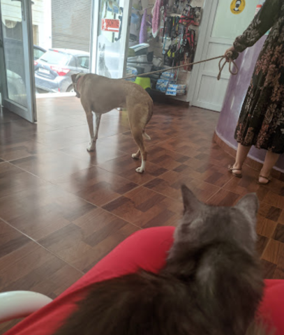 Animo - Veterinaire Kenza