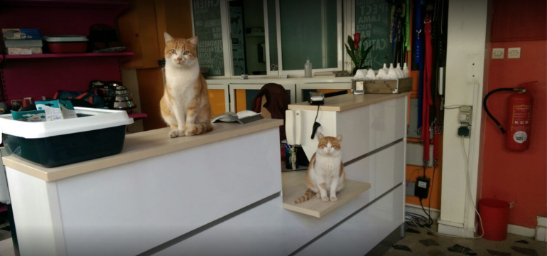 Animo - Cabinet Vétérinaire Californie