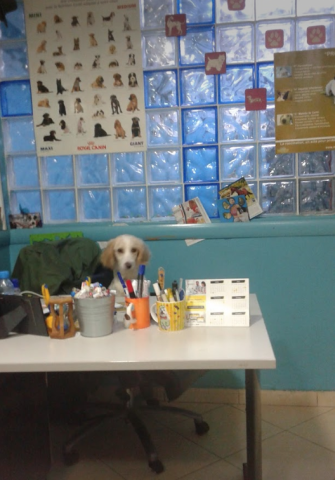 Animo - Cabinet veterinaire lyautey