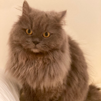 Animo - Ilias Kitty world