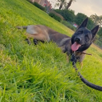 Animo - Mohamed Nour Kamroun