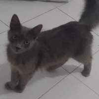 Animo - Wijdane Fouad