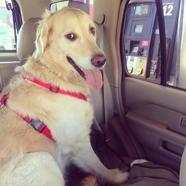 Calley Rae, world's prettiest golden retriever