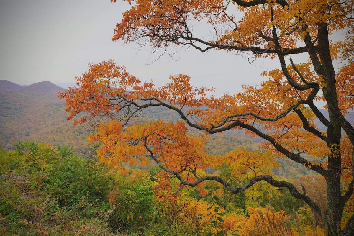 A photo of a beautiful autumn scene. The trees are all shades of red, orange, yellow, and green, and the sky is a pale blue.