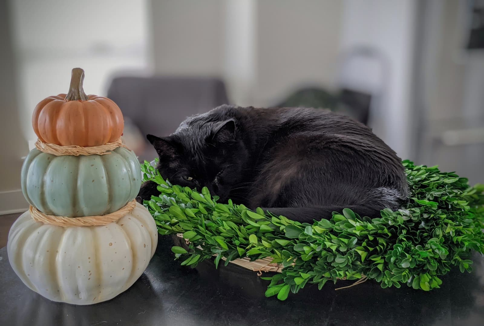 Photo of my black cat Jet, curled up in a fall wreath on top of a table