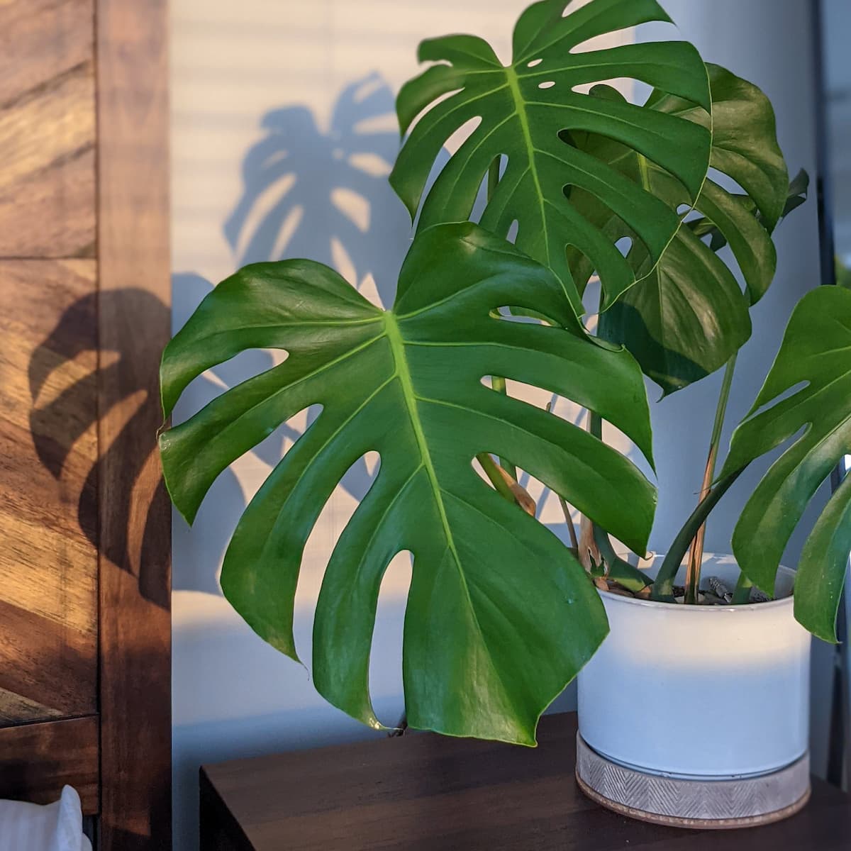 Photo of a monstera deliciosa plant casting a shadow on a wall behind it