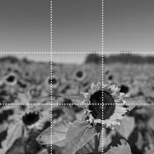 A photo of a field of sunflowers in front of a clear sky, with a grid overlay demonstrating the rule of thirds