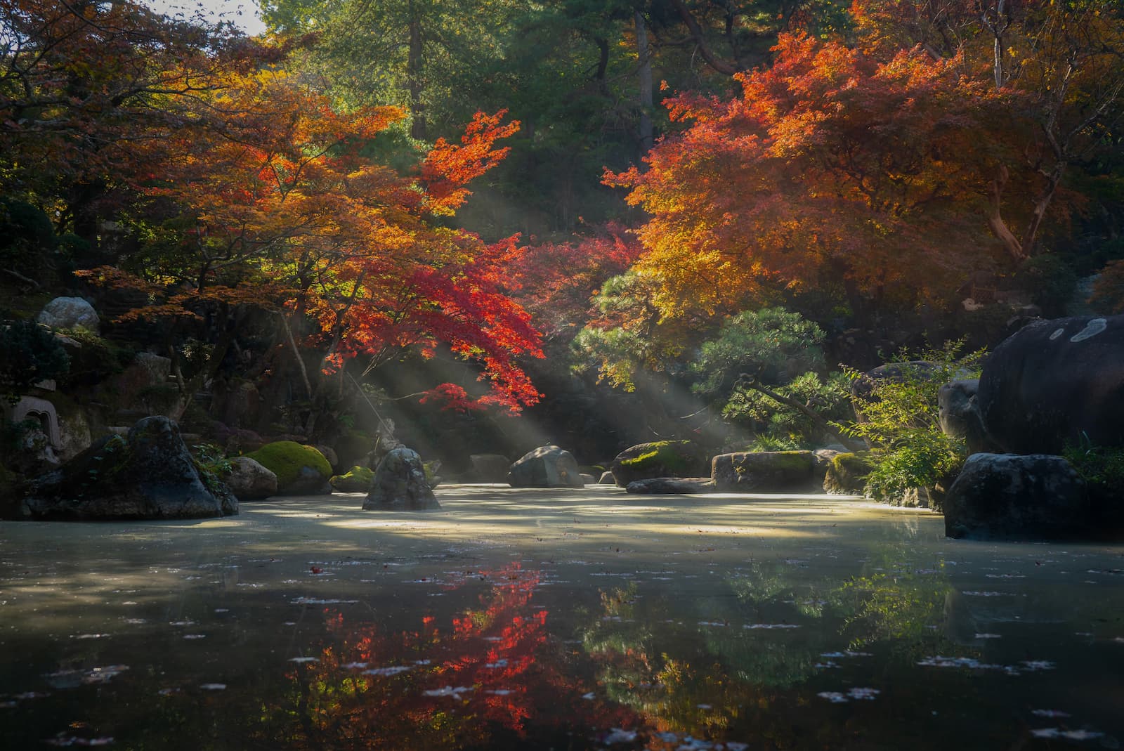 A pond with sunlight filtering through autumn leaves overhead