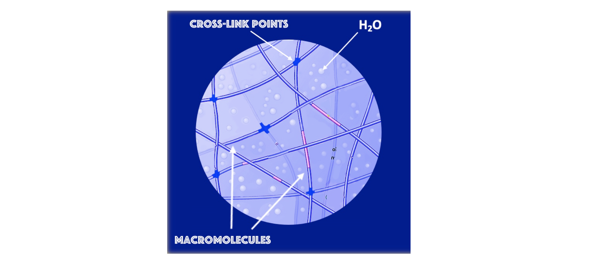 3-dimensional hydrogel network.png