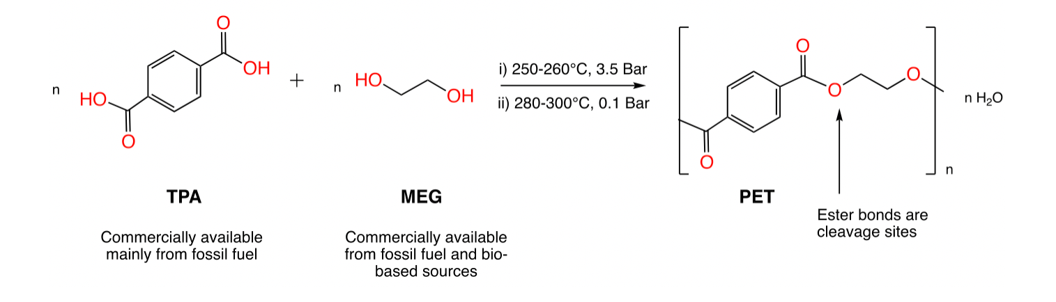 Synthesis of PET starting from TPA and MEG.png