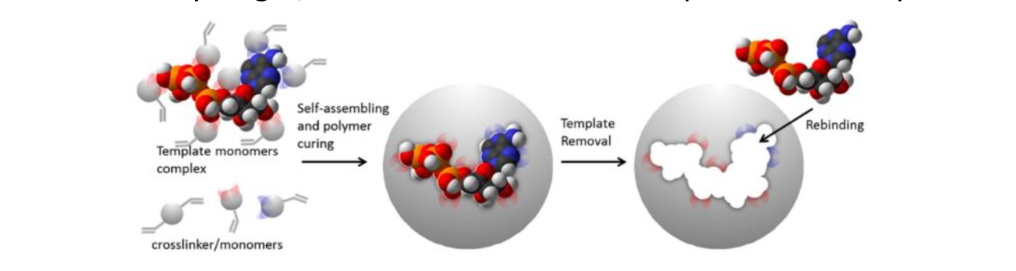 Magnetic Molecularly Imprinted Polymer for nanomedicine