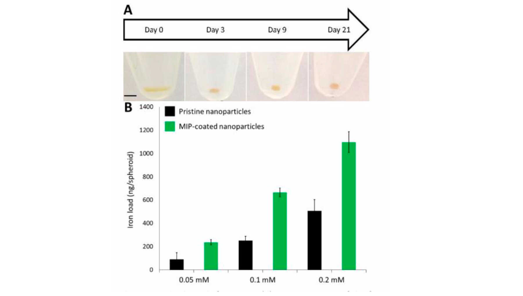 Nano-objects internalization and spheroids formation.png