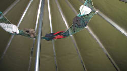 Tørke/oppbevaringsnett til lavvu