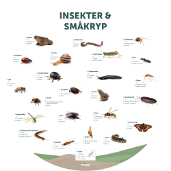 Læringstavle rund Ø120, Insekter og Småkryp
