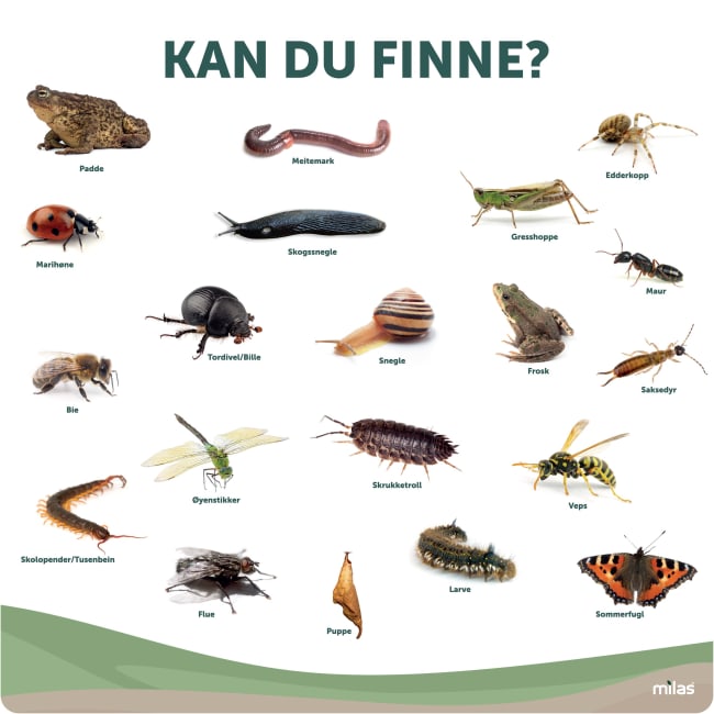 Læringstavle 100x100, Kan du finne?