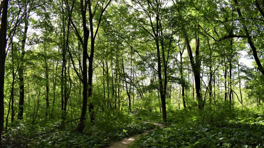 Seidman Park | Michigan