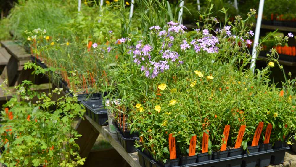 Native Plant Sale Michigan