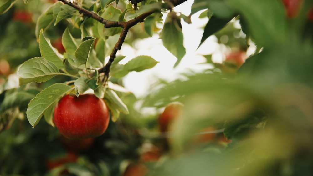 Kapnick Orchards Michigan