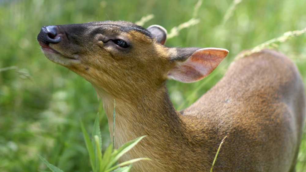 The Creature Conservancy Michigan