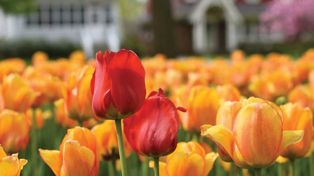 Resultado de imagem para celebrate Tulip Day to welcome the spring.