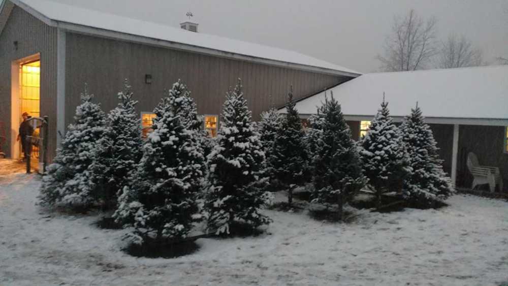 Janke Tree Farm Michigan