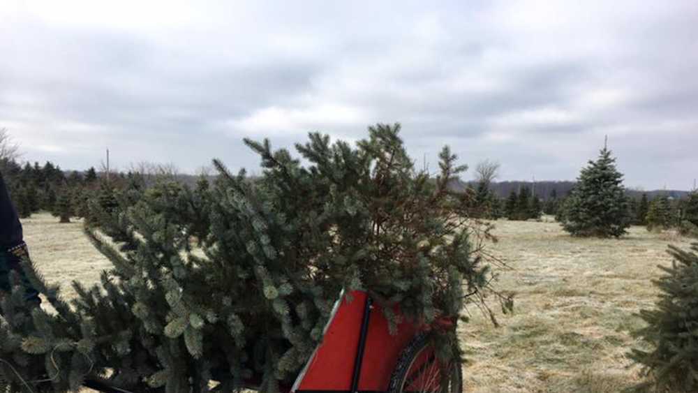 Austin Tree Farm Inc Michigan