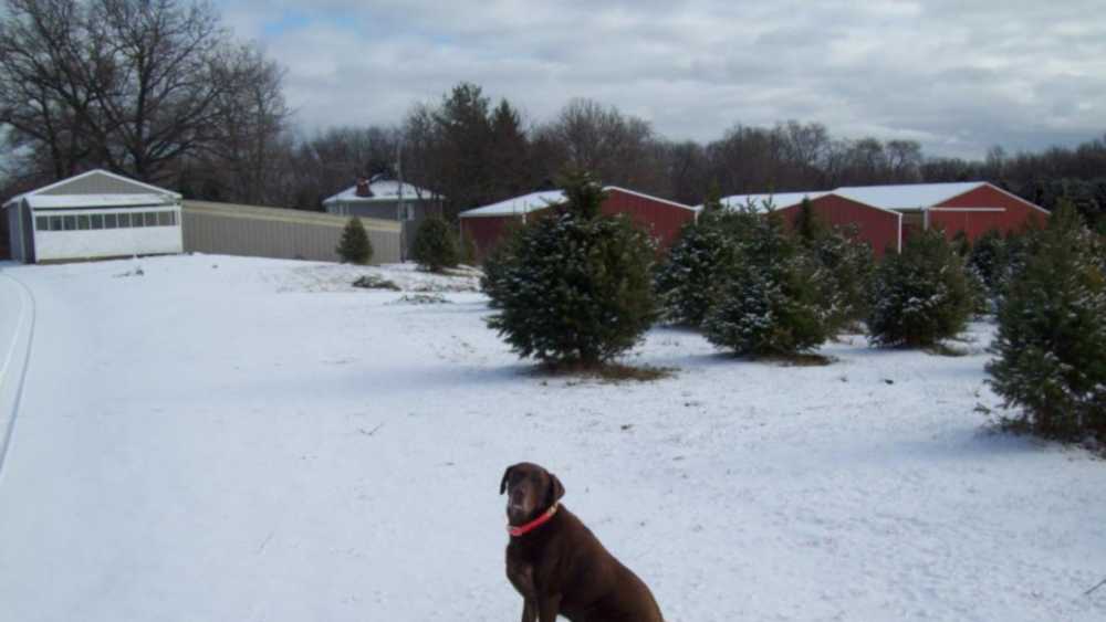 Arend Tree Farms Grass Lake Michigan