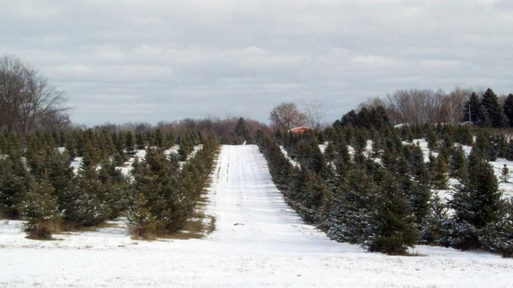Arend Tree Farms Grass Lake Michigan
