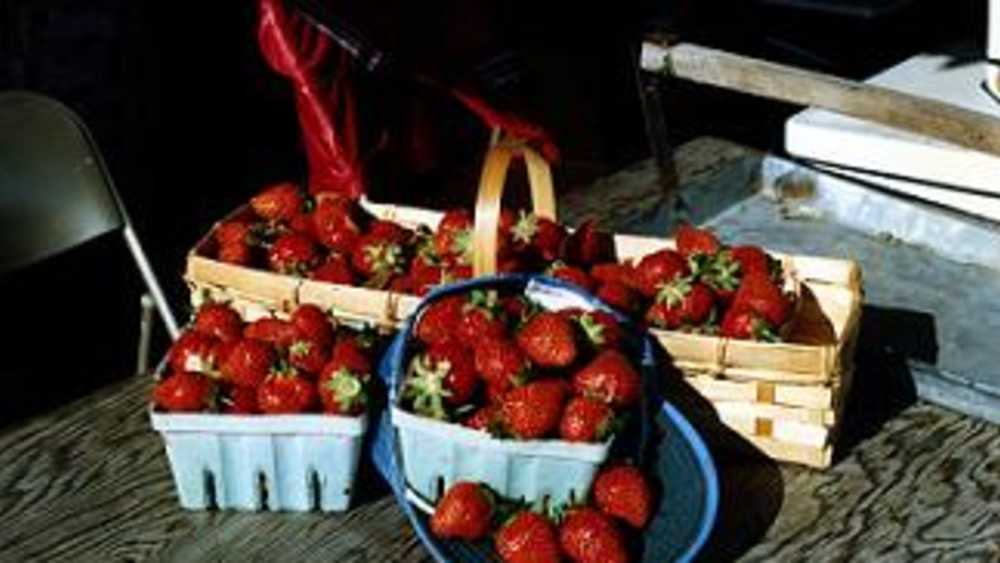 Mandigo Farms Michigan