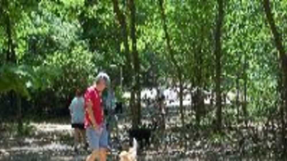 Soldan Dog Park Michigan