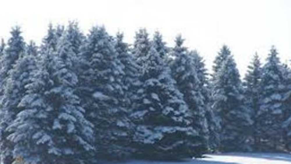 Austin Tree Farm Inc Michigan
