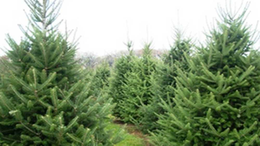 Stanczyk Tree Farm Michigan