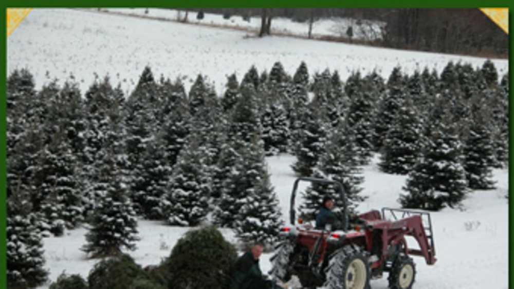 Tall Timbers Tree Farm Michigan