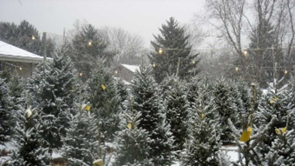 Discount Tree Sales Michigan