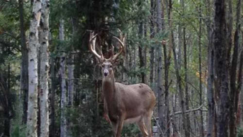 World Class Whitetails Michigan World Class Whitetails Michigan