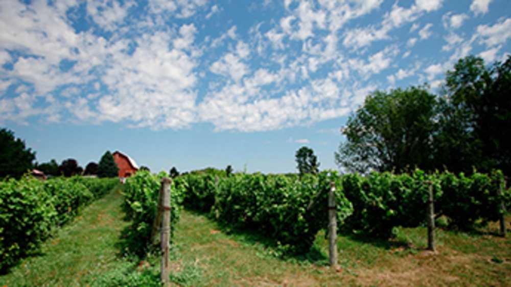 Ciccone Vineyard Winery Michigan