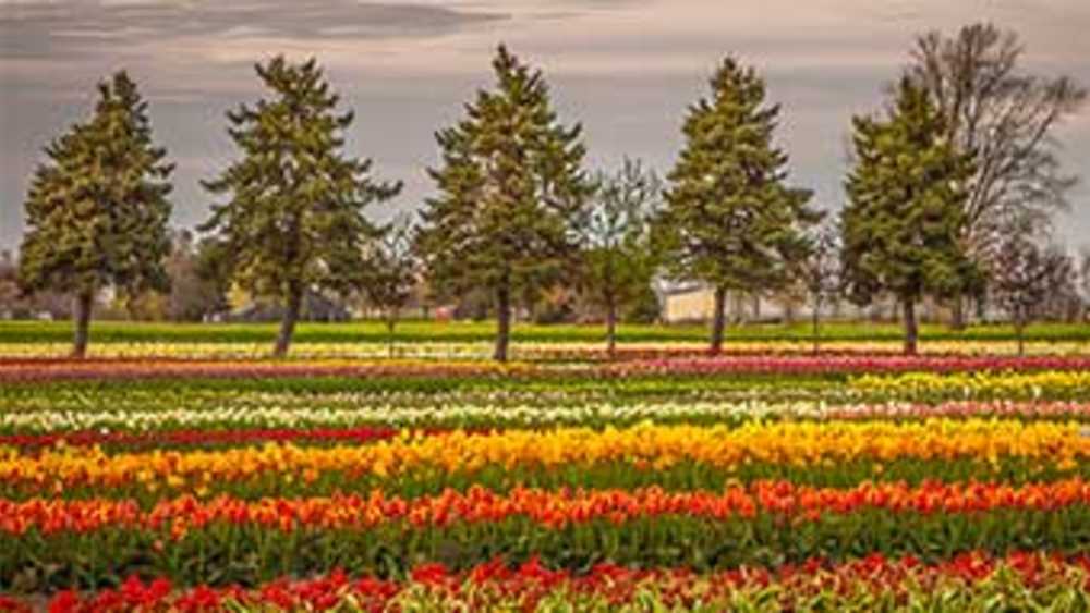 Veldheer S Tulip Gardens Michigan