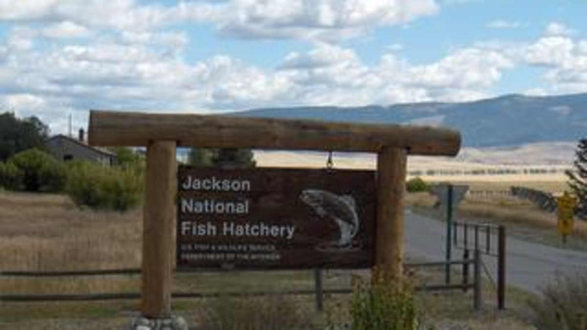 Jackson National Fish Hatchery Jackson Travel Wyoming. That's WY