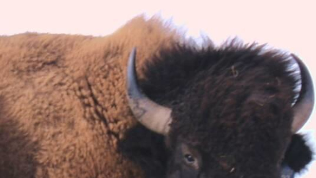 Bison Are Ready For Thanksgiving >> Terry Bison Ranch Resort Cheyenne Travel Wyoming That S Wy Bison Are Ready For Thanksgiving >> Terry Bison Ranch Resort Cheyenne Travel Wyoming That S Wy